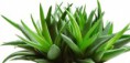 /album/fotogaleria-sluzby/aloe-jpg1/